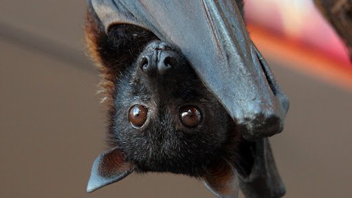 bat