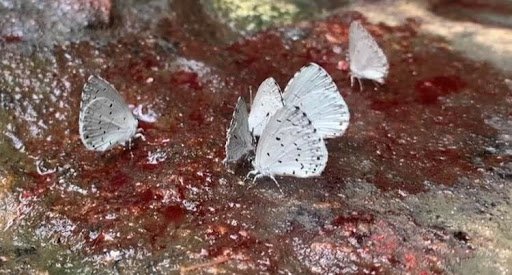 butterfly