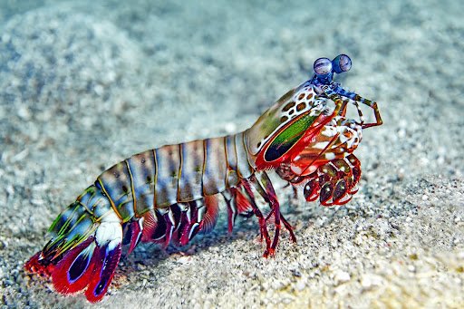 Prawn