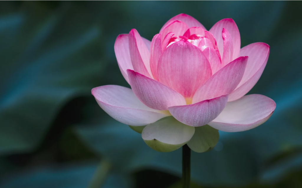 Lotus 